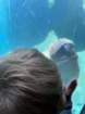 seaworldimg_9131_small.jpg