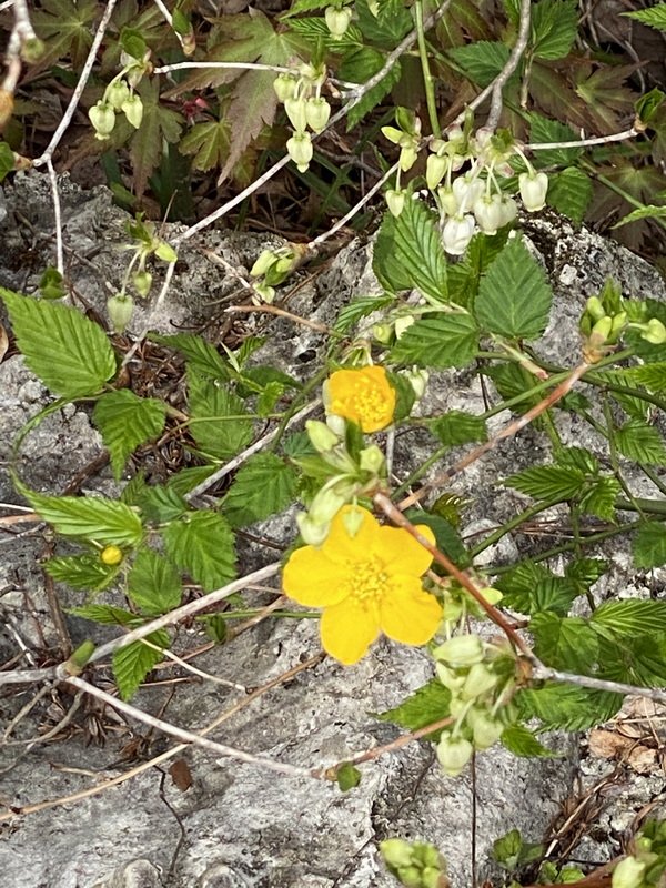 cbimg_7458.jpg