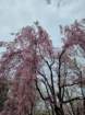 tj20250423_134054_small.jpg