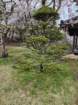 tj20250423_134825_small.jpg