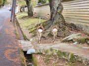 15-TJ-20250415_152502