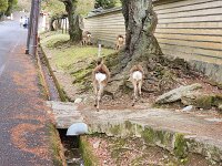 15-TJ-20250415_152502