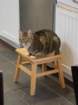xmasimg_2546_small.jpg