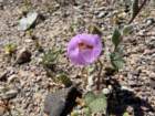 dvlysimg_3756_small.jpg