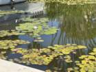 mothersdimg_5366_small.jpg