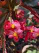 mothersdimg_5380_small.jpg