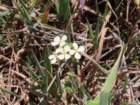 ftbraggimg_0154_small.jpg