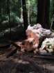 sheltercimg_0420_small.jpg