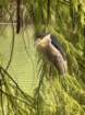 smdaimg_6775_small.jpg