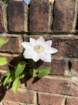 londonbimg_7717_small.jpg