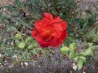 londonbimg_7740_small.jpg