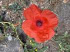 londonbimg_7743_small.jpg