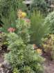 ukeimg_8899_small.jpg