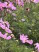 ukeimg_8921_small.jpg