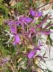 eudimg_9248_small.jpg