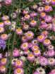 estespcb1img_0429_small.jpg