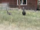estespcb1img_0450_small.jpg