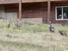 estespcb1img_0456_small.jpg