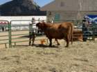 festcb1img_0217_small.jpg