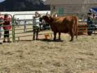 festcb1img_0220_small.jpg