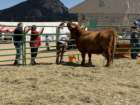 festcb1img_0221_small.jpg