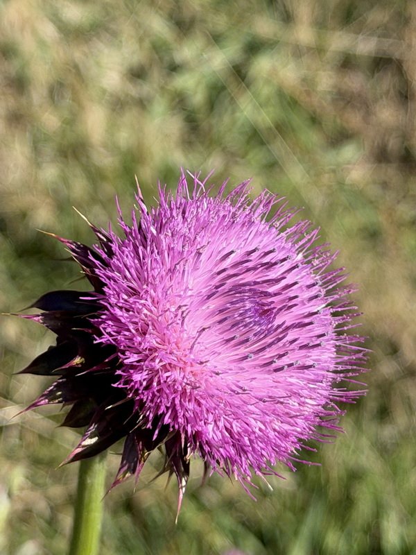 rockymcb1img_0302.jpg