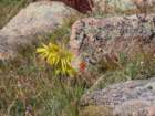 rockymcb1img_1248_small.jpg