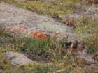 rockymcb1img_1249_small.jpg