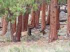 rockymcb1img_1262_small.jpg