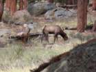 rockymcb1img_1266_small.jpg