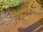 rockymcb1img_1286_small.jpg