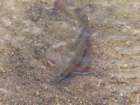 rockymcb1img_1293_small.jpg
