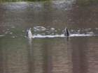 rockymcb1img_1314_small.jpg