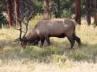 rockymcb1img_1327_small.jpg