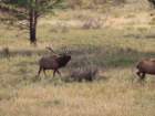 rockymcb1img_1330_small.jpg