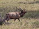 rockymcb1img_1331_small.jpg