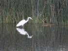 bburnscb1img_1442_small.jpg