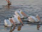 bburnscb1img_1443_small.jpg