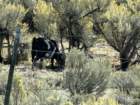 cburnscb1img_0833_small.jpg