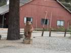 mammothmcb1img_1001_small.jpg